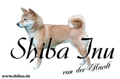 Shiba Inu